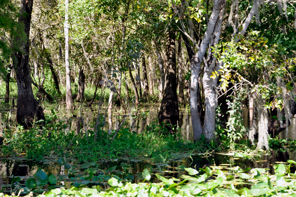 swamp on the St. Johns River
