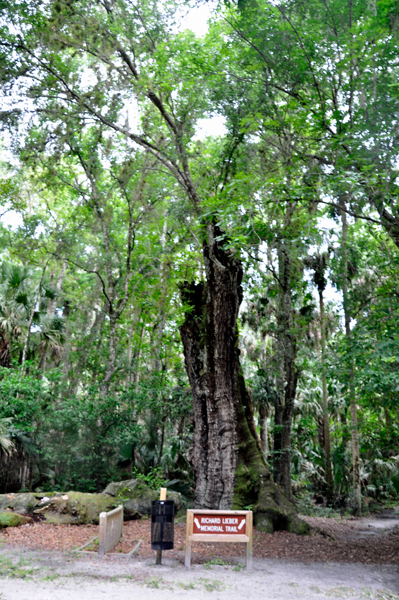 1,000 year old Live Oak tree