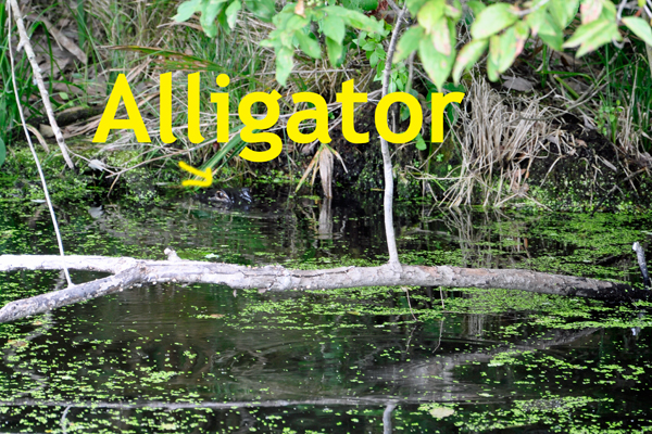 alligator hiding at Wekiwa Springs State Park