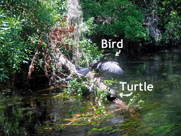A bird drying its wings and a Turtle