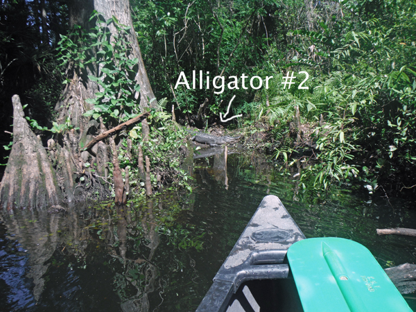 alligator #2