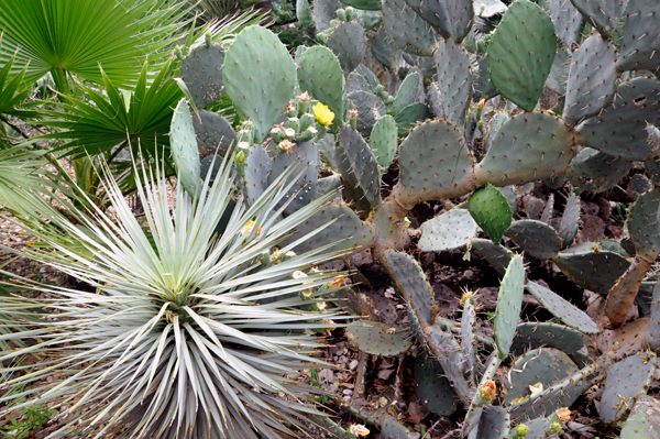 A cacti garden at The Alamo