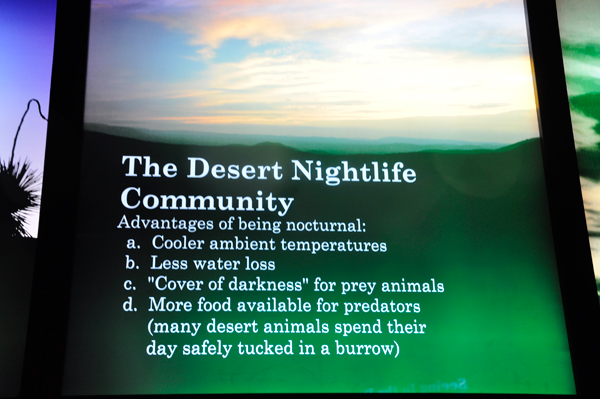 sign: Desert Nightlife