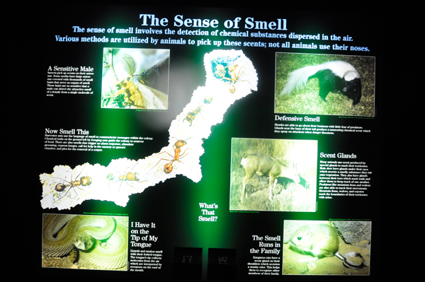 sign: sense of smell