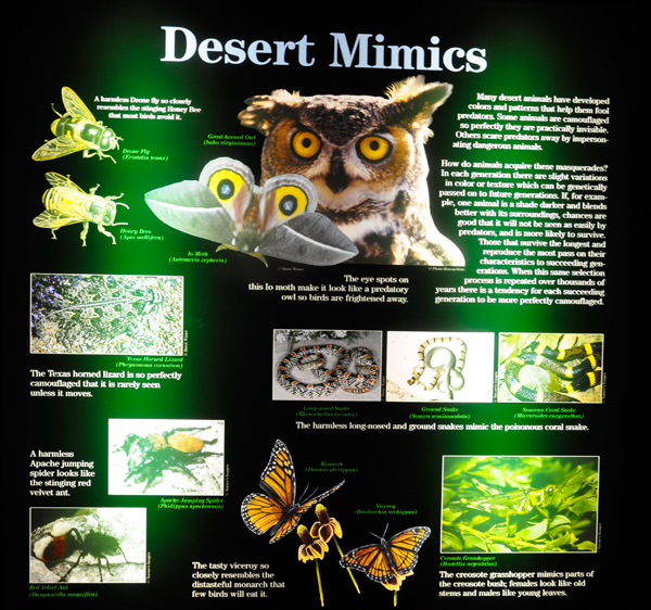 sign: desert mimics