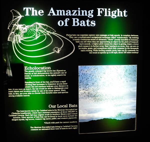 sign about bats