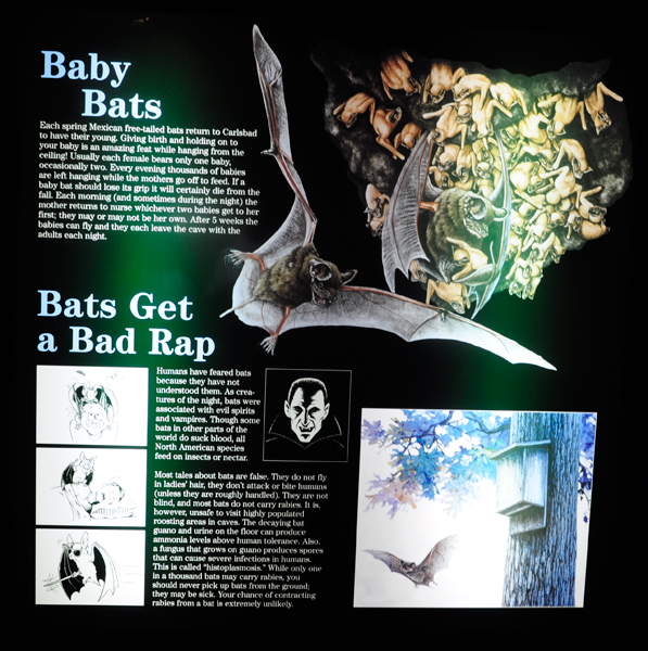 baby bats sign
