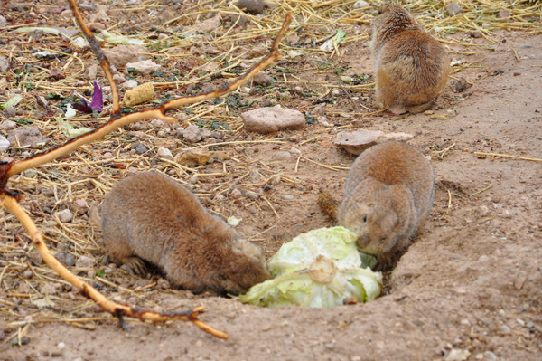 Prairie Dogs eating