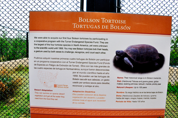 Boldon tortoise sign