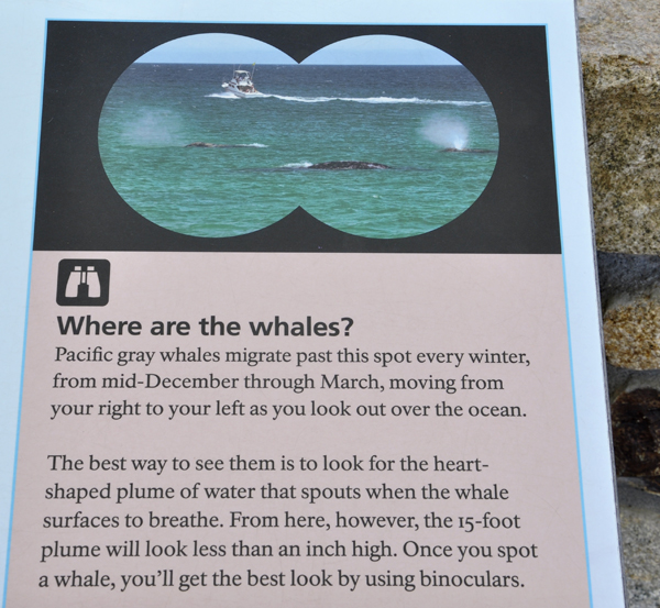 whale informaitonal sign