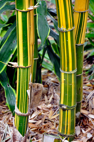 painted Bamboo
