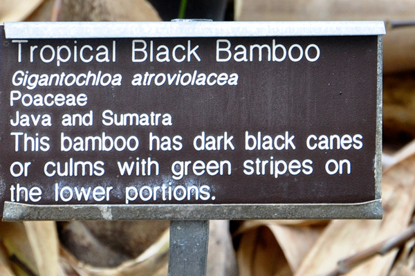 tropical black bamboo sign