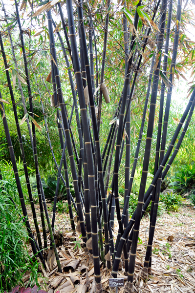 tropical black bamboo