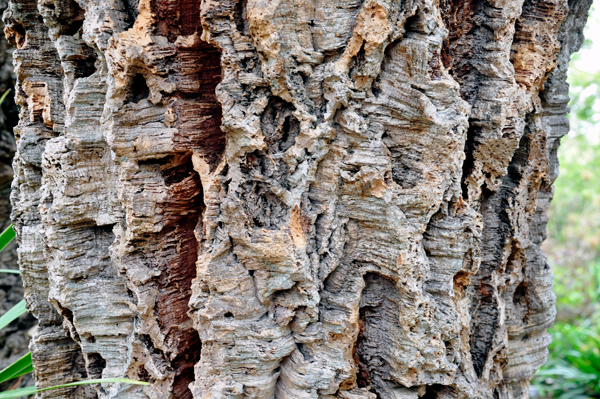 cork oak tree