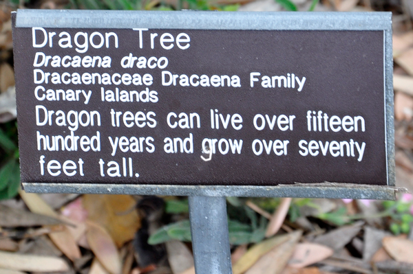 Dragon Tree sign