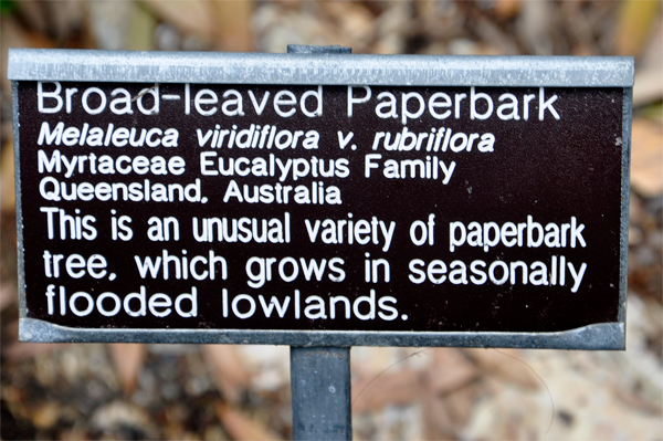 Broad-leaved paperbark tree sign