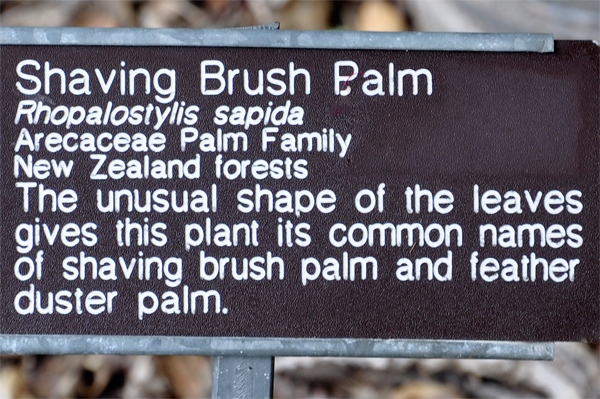 shaving brush palm sign
