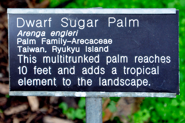 Dwarf Sugar Palm sign