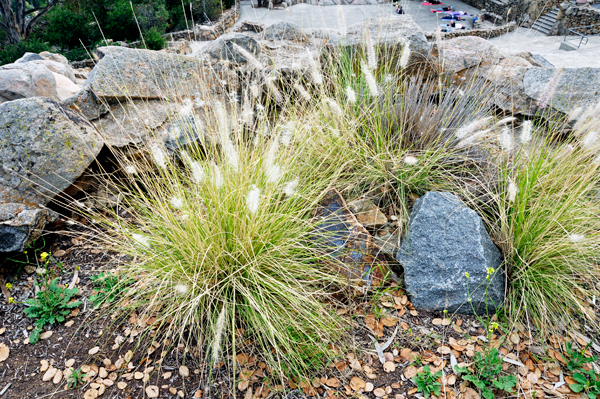 landscaping at top of Mount Helix
