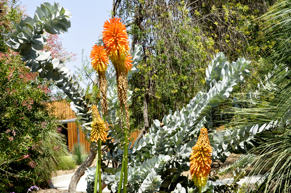 flowers at the botanic garden