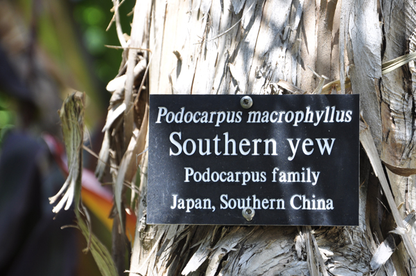 Southern Yew sign