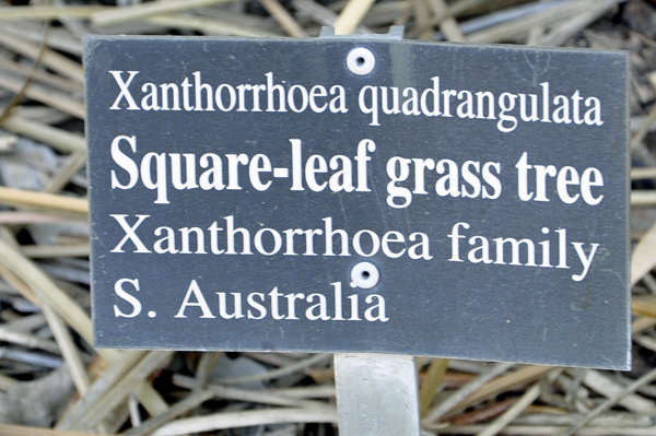 square-leaf grass tree sign