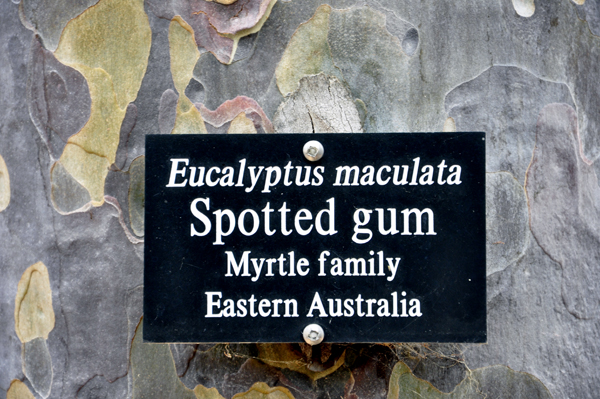 Spotted Gum sign