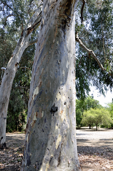 Spotted Gum tree