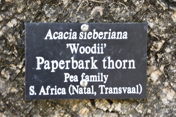 Paperbark thorn sign