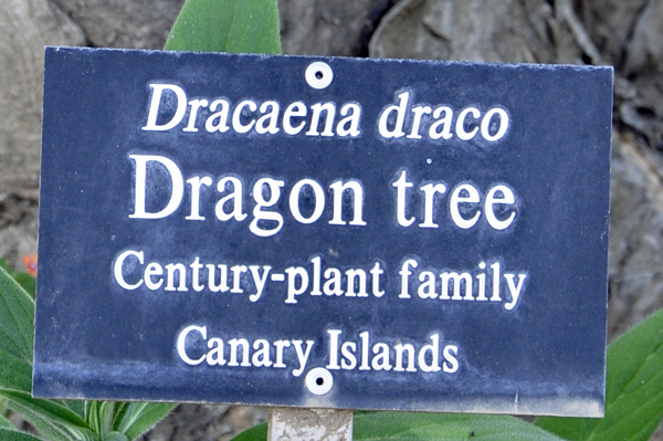 Dragon tree sign