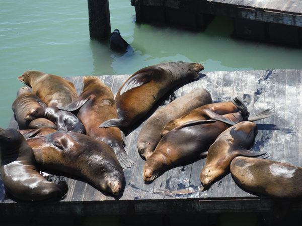 Pier 39 and the seals
