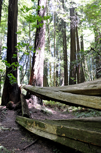 fallen redwood tree