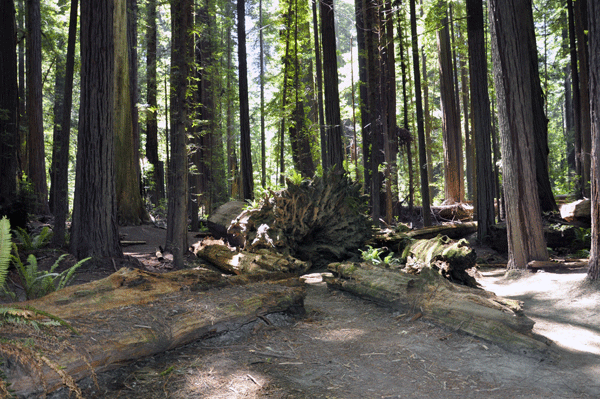 fallen Redwoods