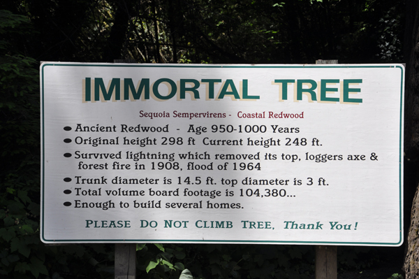 Immortal Tree sign