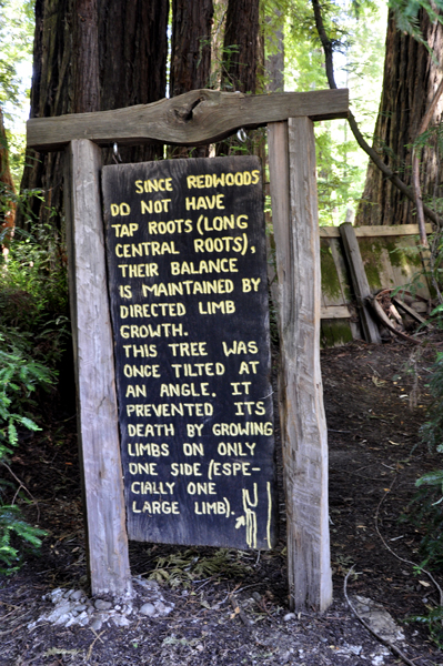 sign about Shrine Redwoods