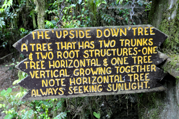 sign: upside down tree