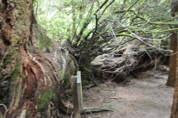 a fallen giant tree