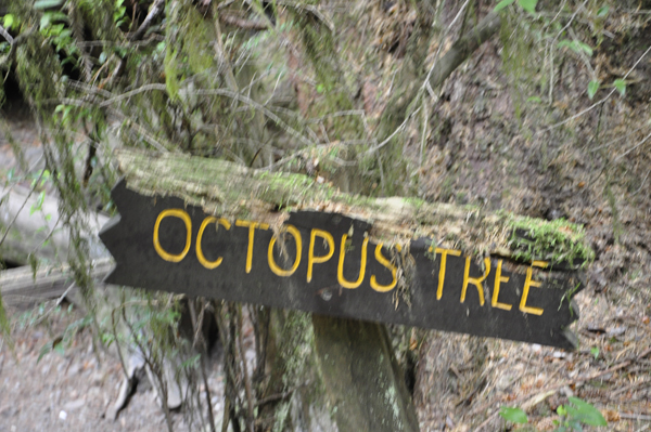 sign: Octopus tree
