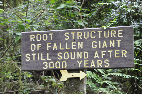 sign: Another Fallen Giant tree