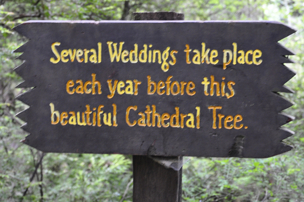sign: Cathedral Tree
