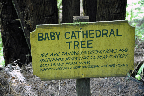 sign: Baby Cathedral Tree