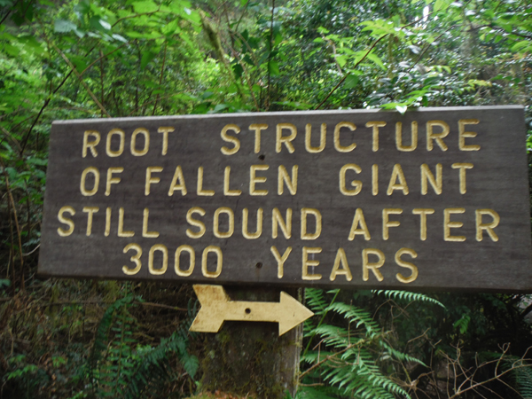 Fallen Giant sign