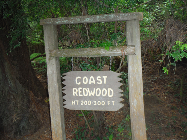 sign: A Coast Redwood tree