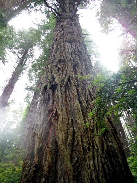 A Coast Redwood tree