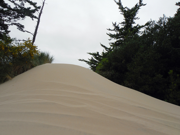 a small sand dune