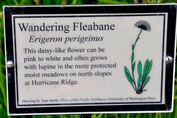 sign: Wandering Fleabane flower