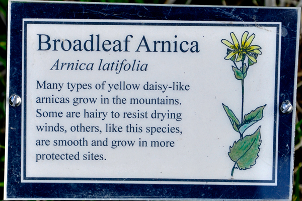 sign: Broadleaf Arnica flower