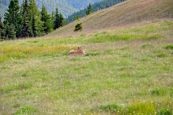one of several deer resting  in the meadow
