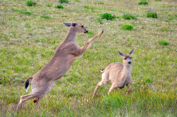 deer leaping at another deer