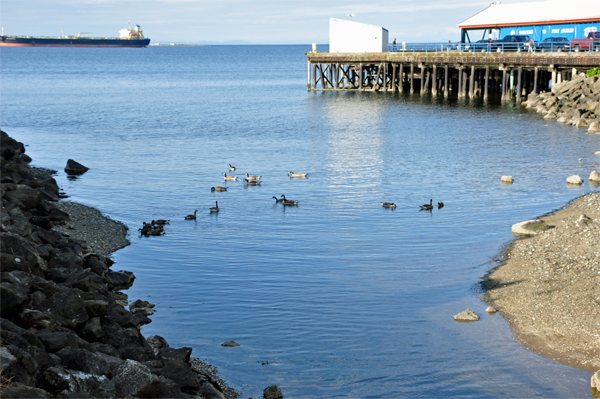 ducks by the pier